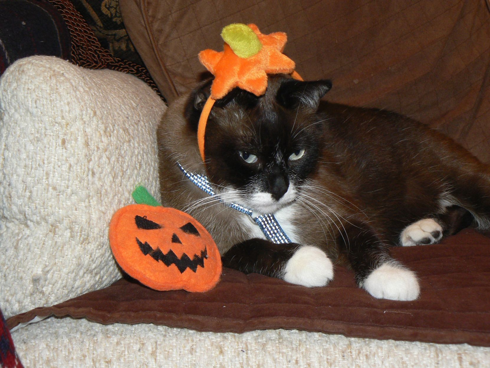 Pumpkin Cat